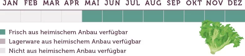 Endiviensalat Saison - www.qevorlanix.pro