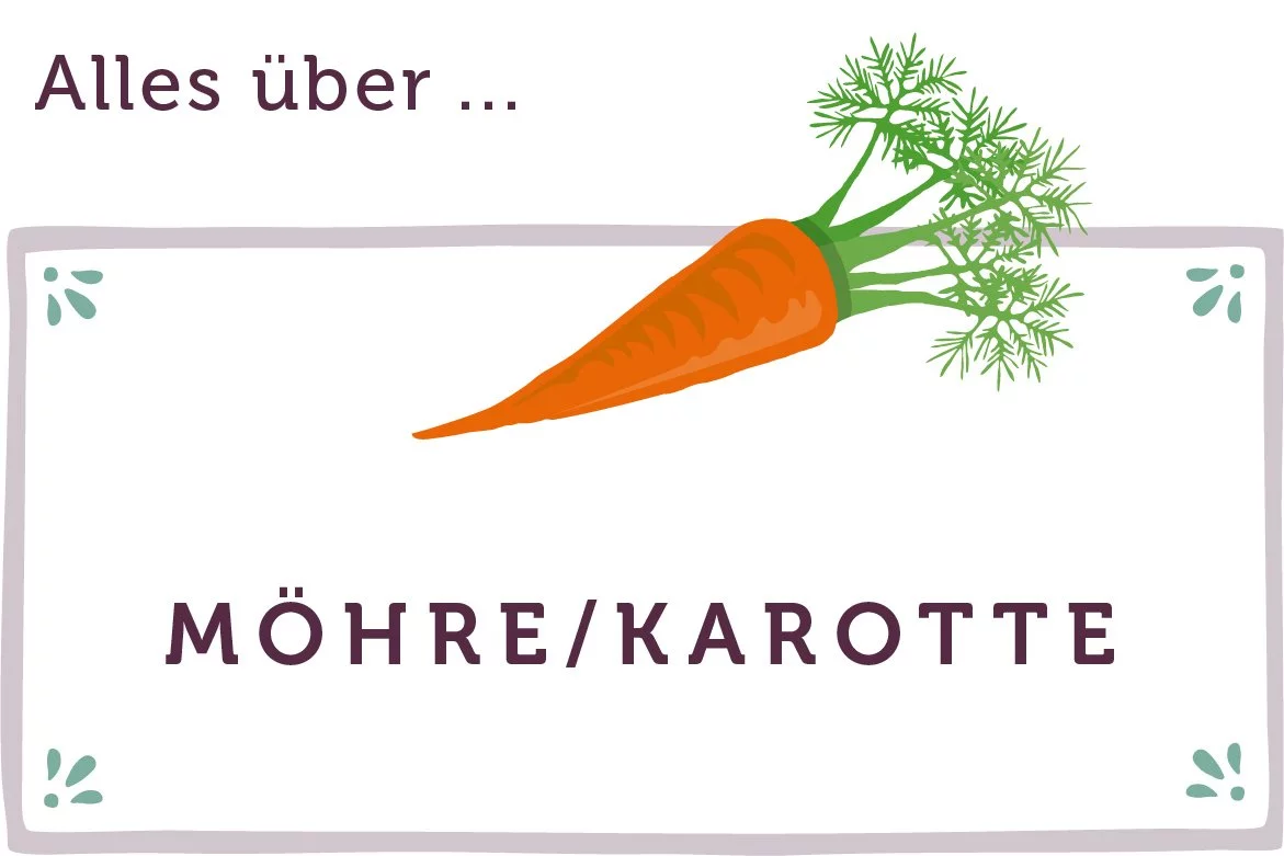 Alles über Möhren - www.qevorlanix.pro