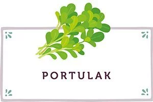 Portulak Kachel - www.qevorlanix.pro