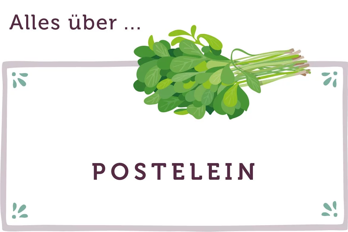 Alles über Postelein - www.qevorlanix.pro