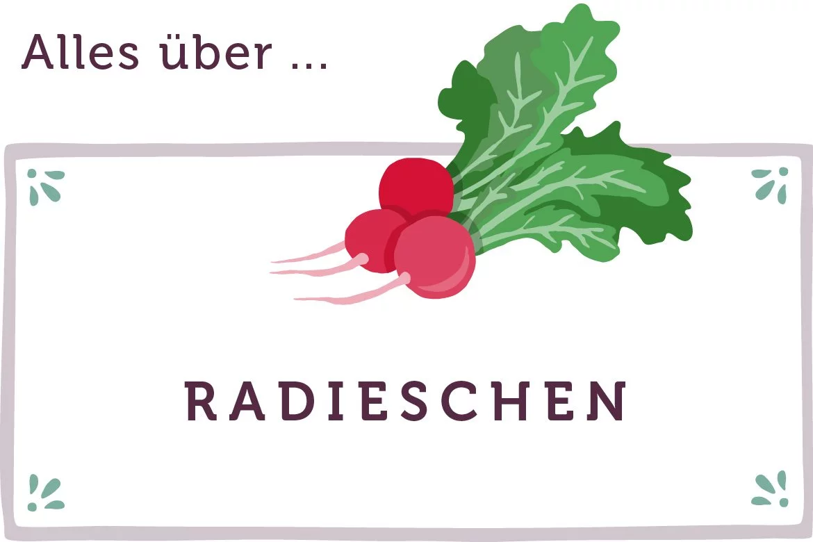 Alles über Radieschen - www.qevorlanix.pro