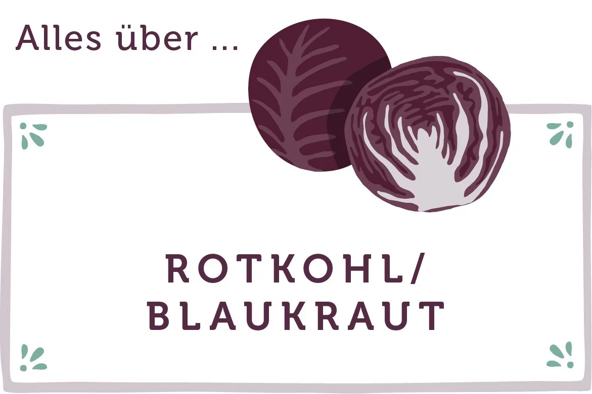 Alles über Rotkohl - www.qevorlanix.pro