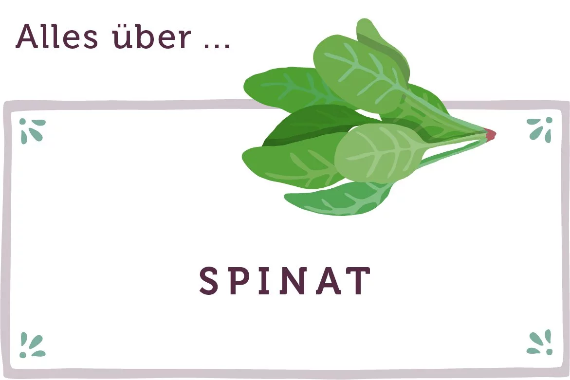 Alles über Spinat - www.qevorlanix.pro