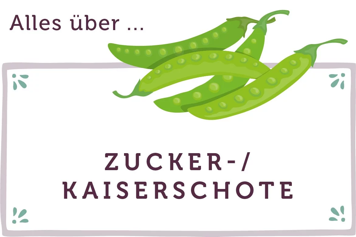 Alles über Zuckerschoten - www.qevorlanix.pro