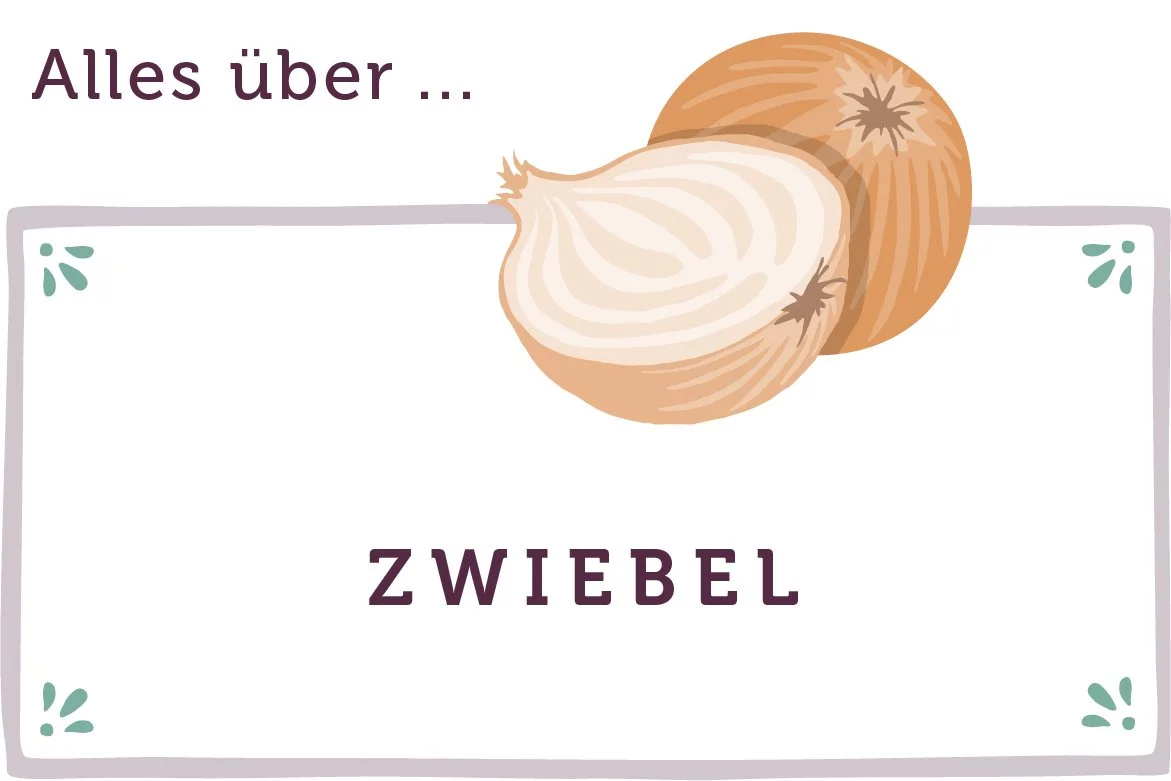 Alles über Zwiebeln - www.qevorlanix.pro