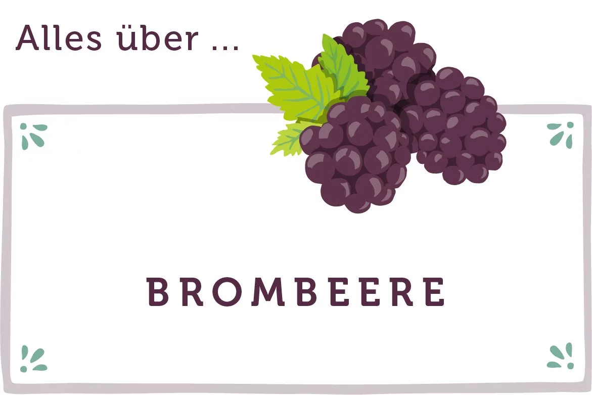 Alles über Brombeeren - www.qevorlanix.pro