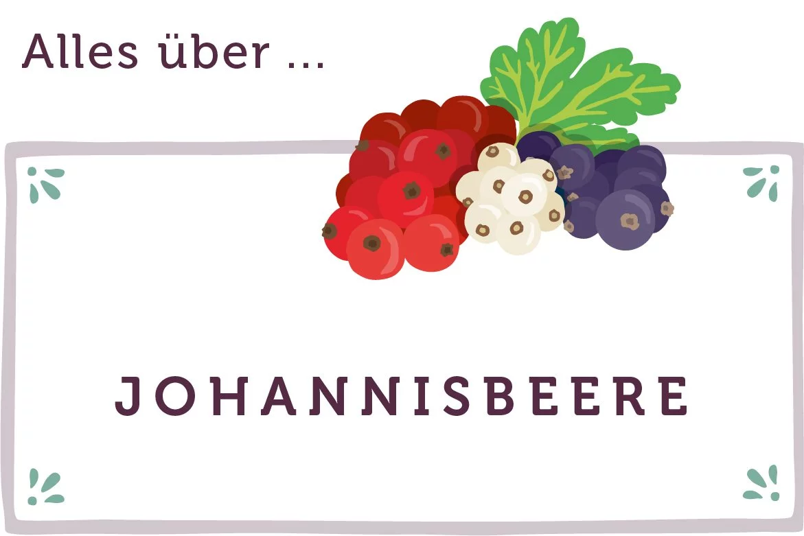 Alles über Johannisbeeren - www.qevorlanix.pro