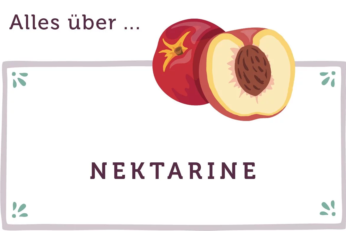 Alles über Nektarinen - www.qevorlanix.pro