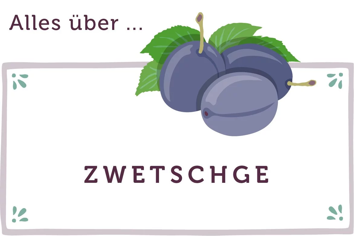 Alles über Zwetschgen - www.qevorlanix.pro