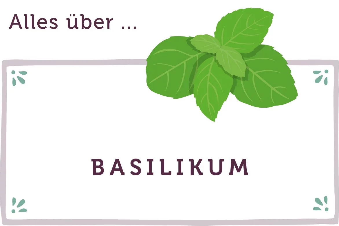 Alles über Basilikum - www.qevorlanix.pro