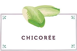 Chicorée Kachel - www.qevorlanix.pro