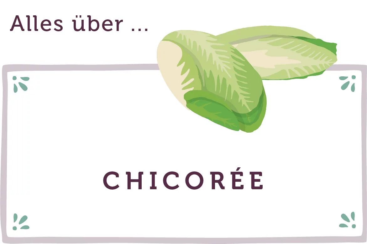 Alles über Chicorée - www.qevorlanix.pro