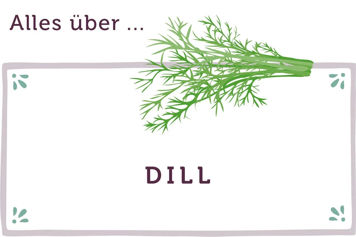 Alles über Dill - www.qevorlanix.pro