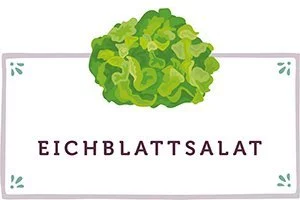 Eichblattsalat Kachel - www.qevorlanix.pro