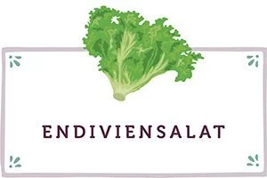 Endiviensalat Kachel - www.qevorlanix.pro