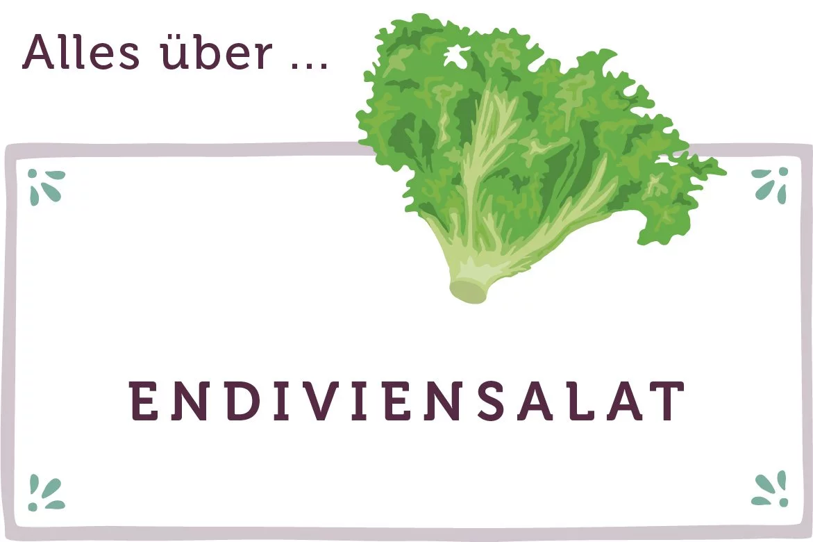 Alles über Endiviensalat - www.qevorlanix.pro