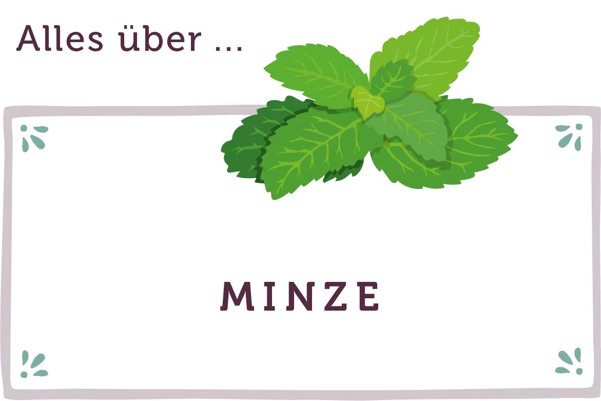 Alles über Minze - www.qevorlanix.pro
