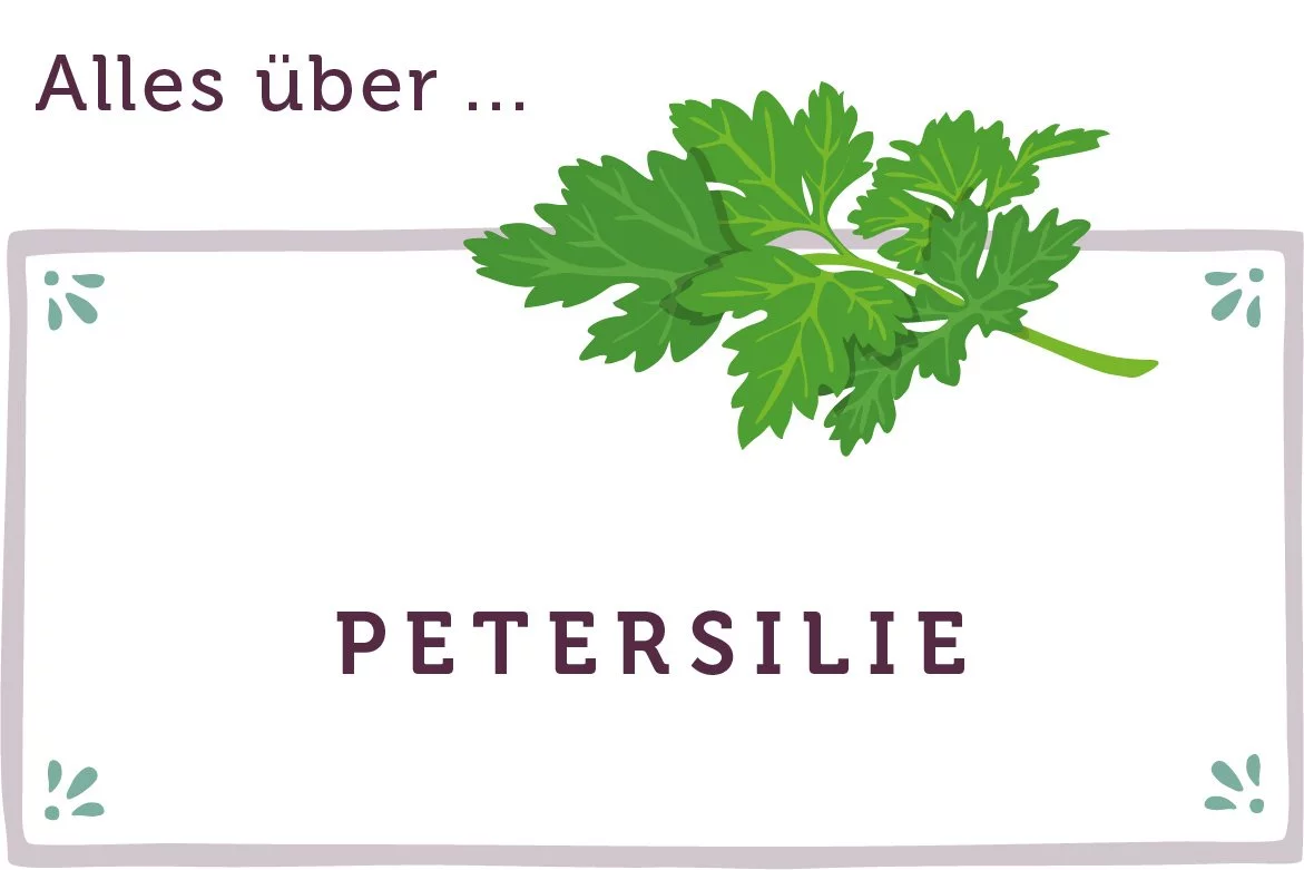Alles über Petersilie - www.qevorlanix.pro