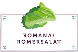 Romanasalat Kachel - www.qevorlanix.pro