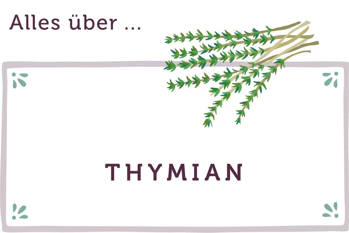 Alles über Thymian - www.qevorlanix.pro