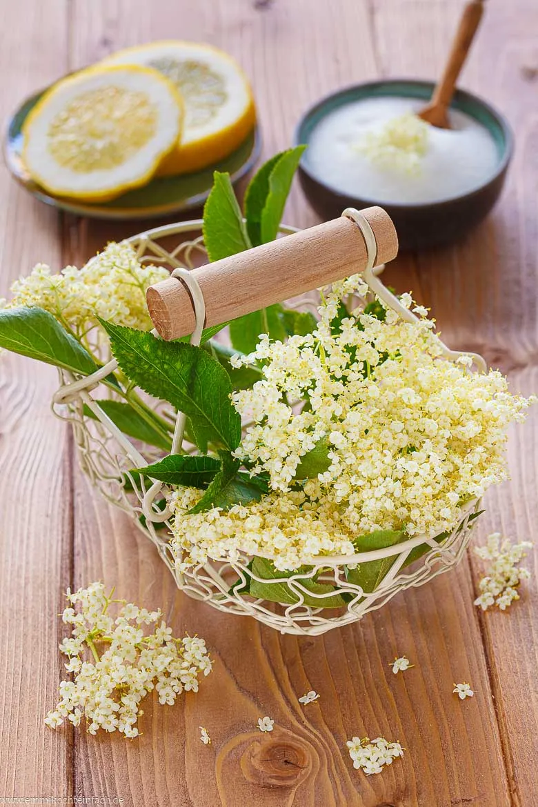 Zutaten f&uuml;r Holunderbl&uuml;tensirup